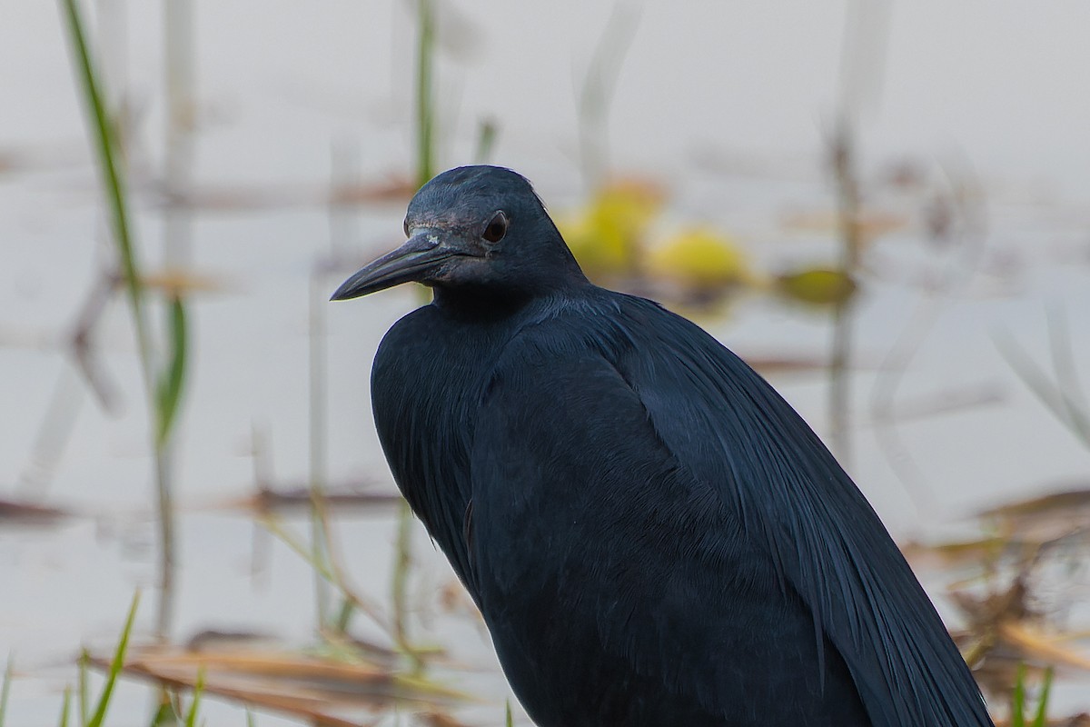 Black Heron - ML641645720
