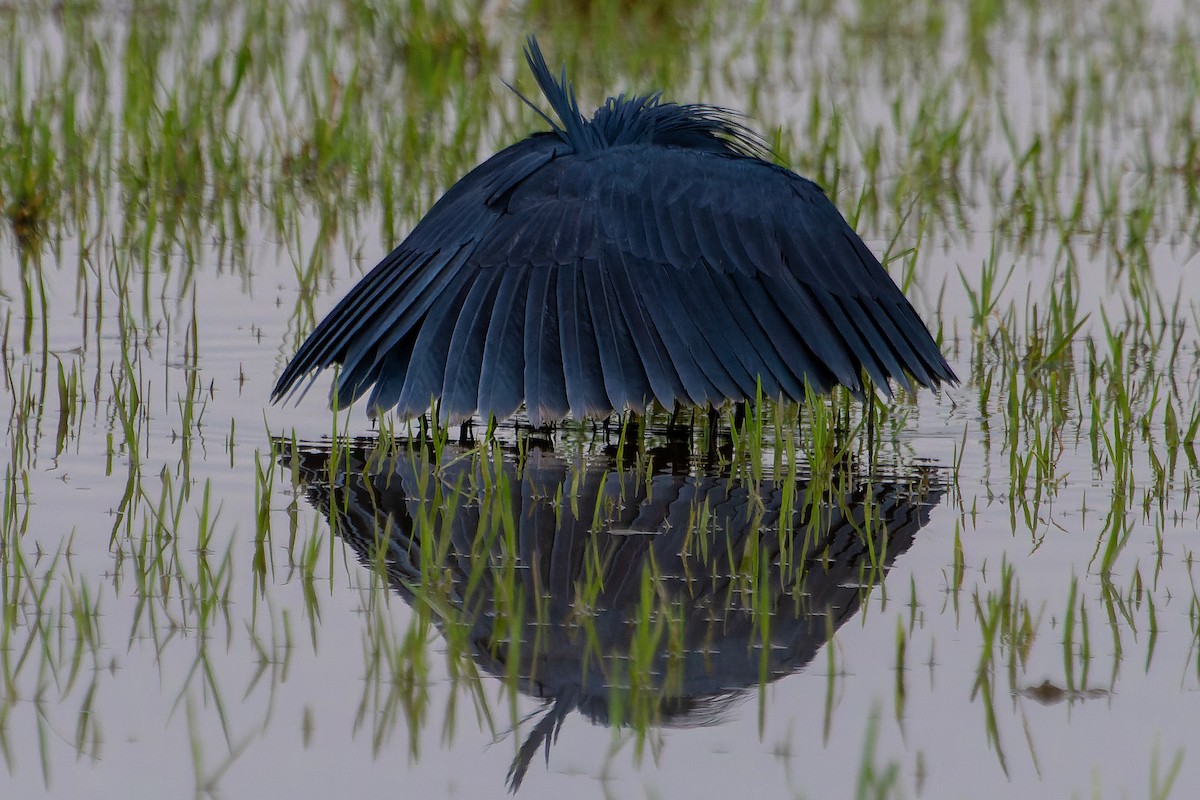 Black Heron - ML641645721