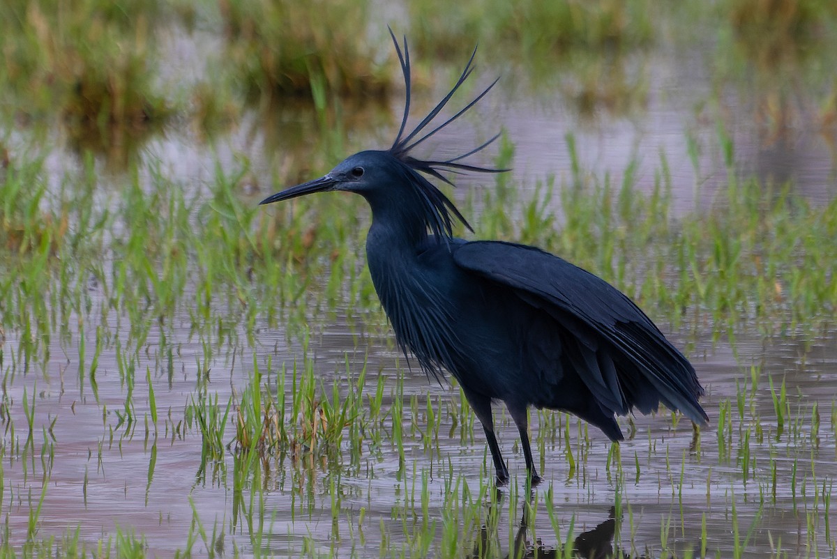 Black Heron - ML641645722