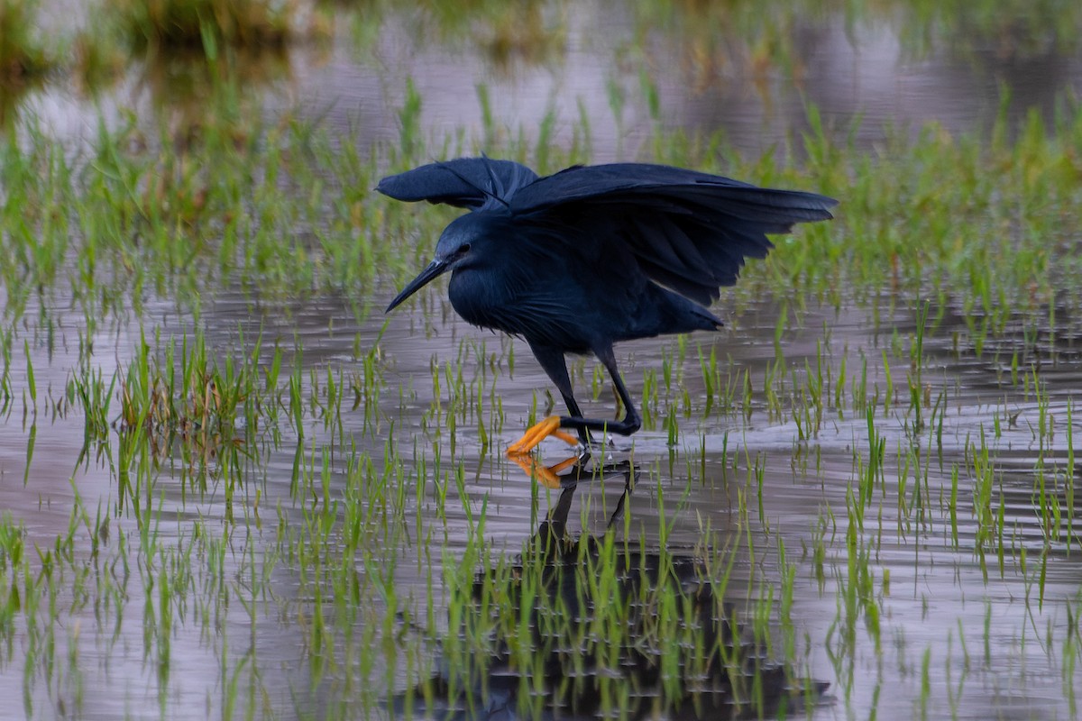 Black Heron - ML641645723