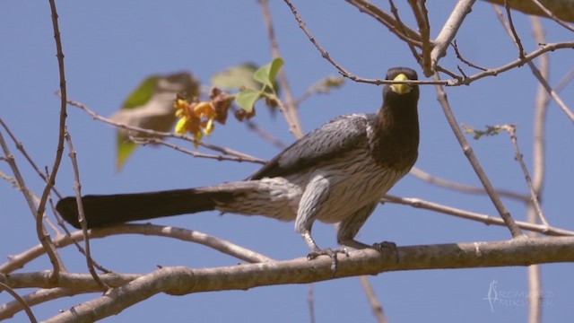 Western Plantain-eater - ML641645725