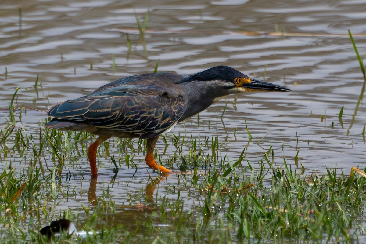 ササゴイ - ML641645729