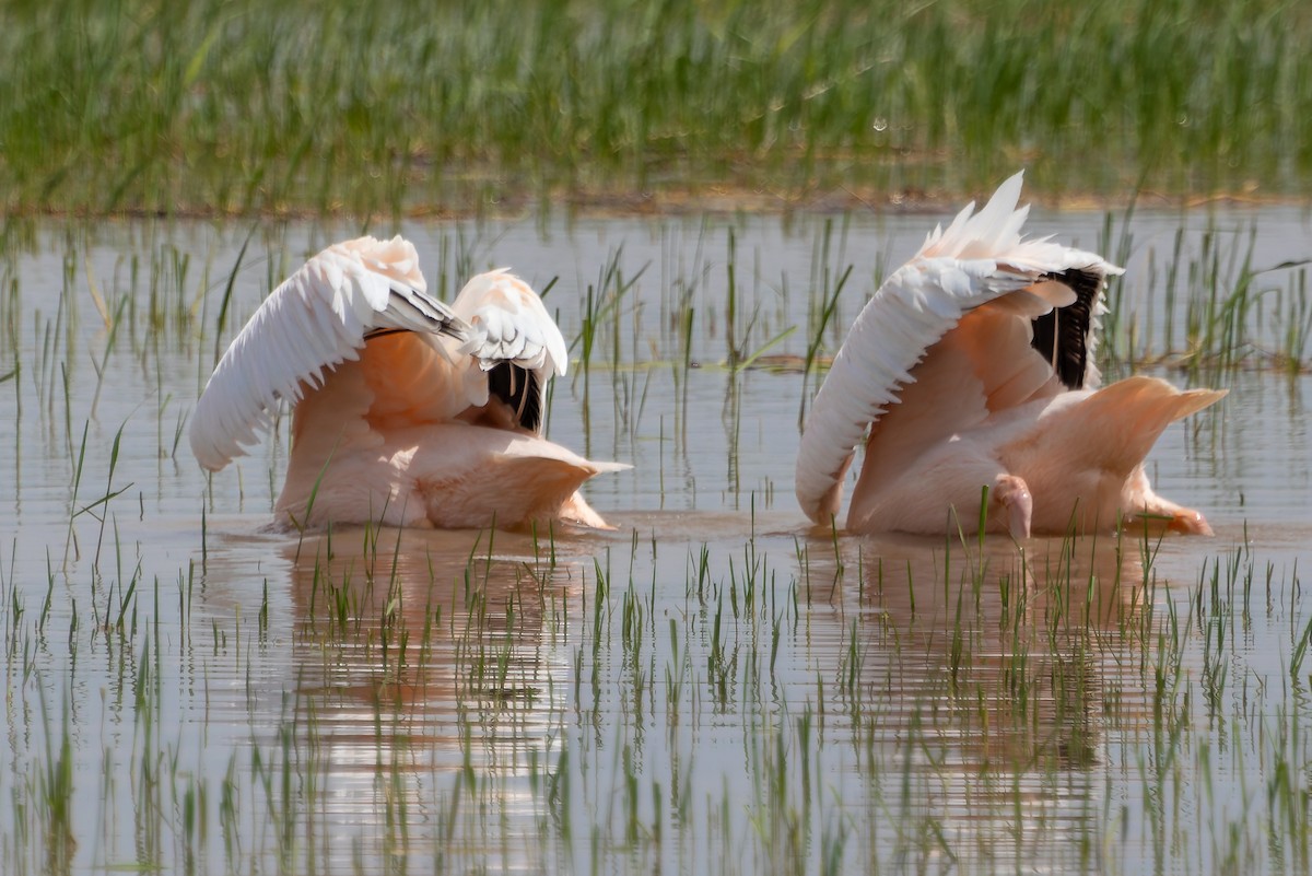 モモイロペリカン - ML641645731