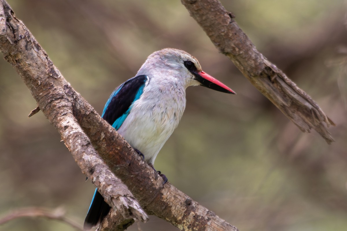Woodland Kingfisher - ML641645740