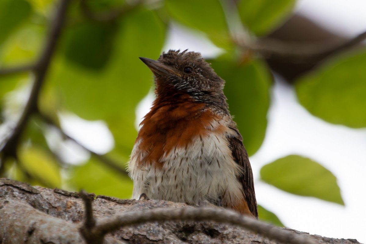 ムネアカアリスイ - ML641645743