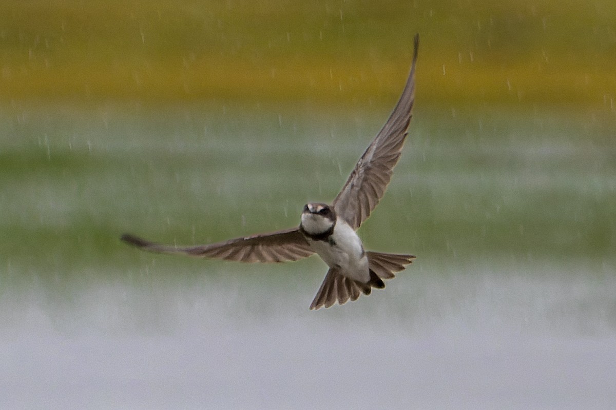 Banded Martin - ML641645748