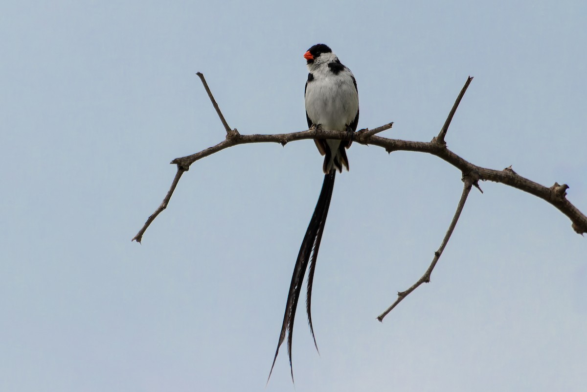 テンニンチョウ - ML641645760