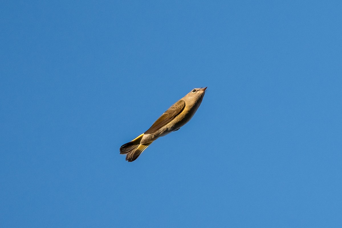 Rotschwanz-Waldsänger - ML641645791