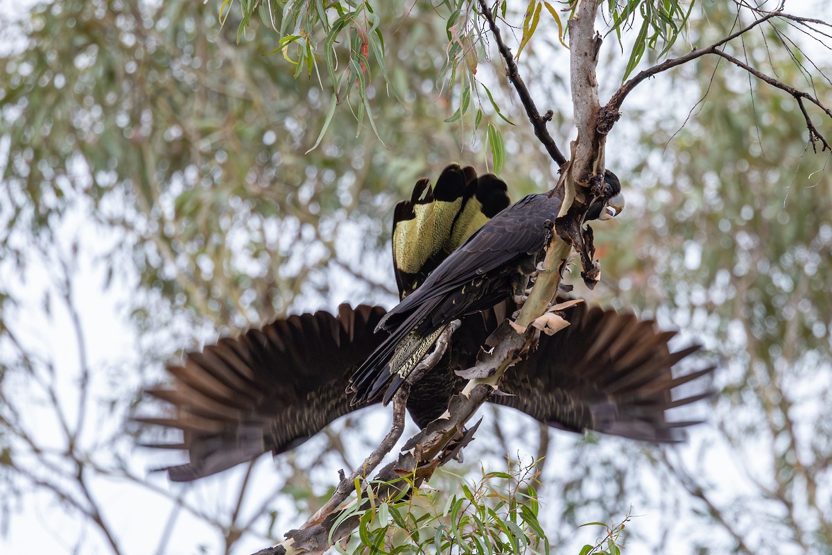 Gelbschwanz-Rabenkakadu - ML641645795