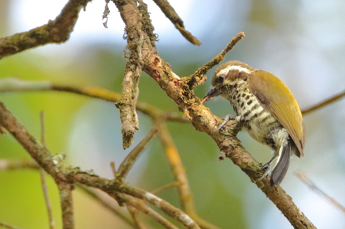 Speckled Piculet - ML641645801