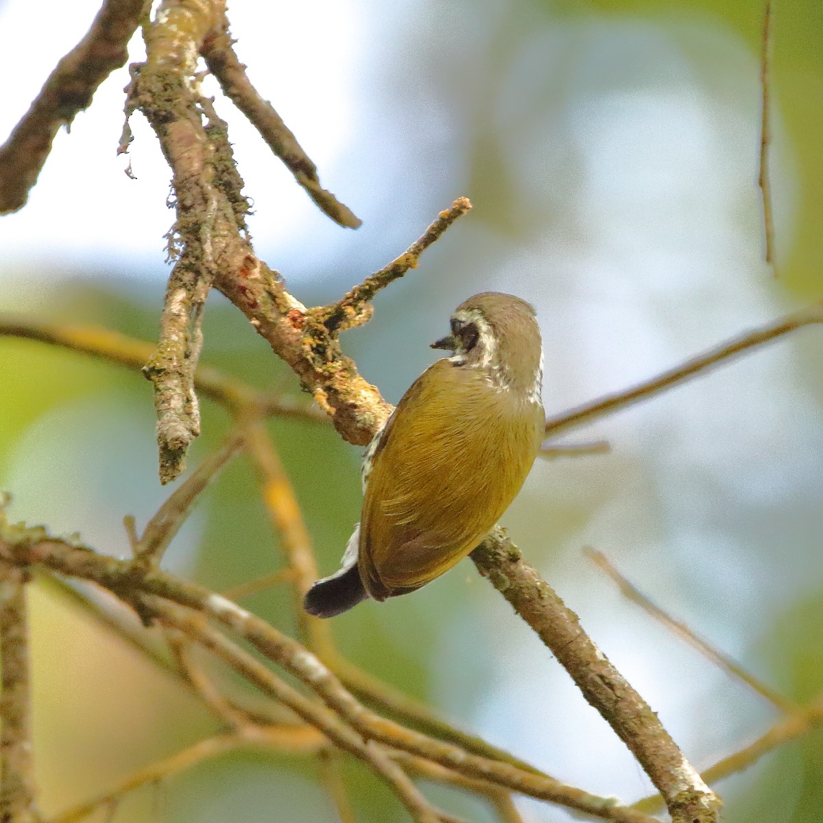 Speckled Piculet - ML641645852