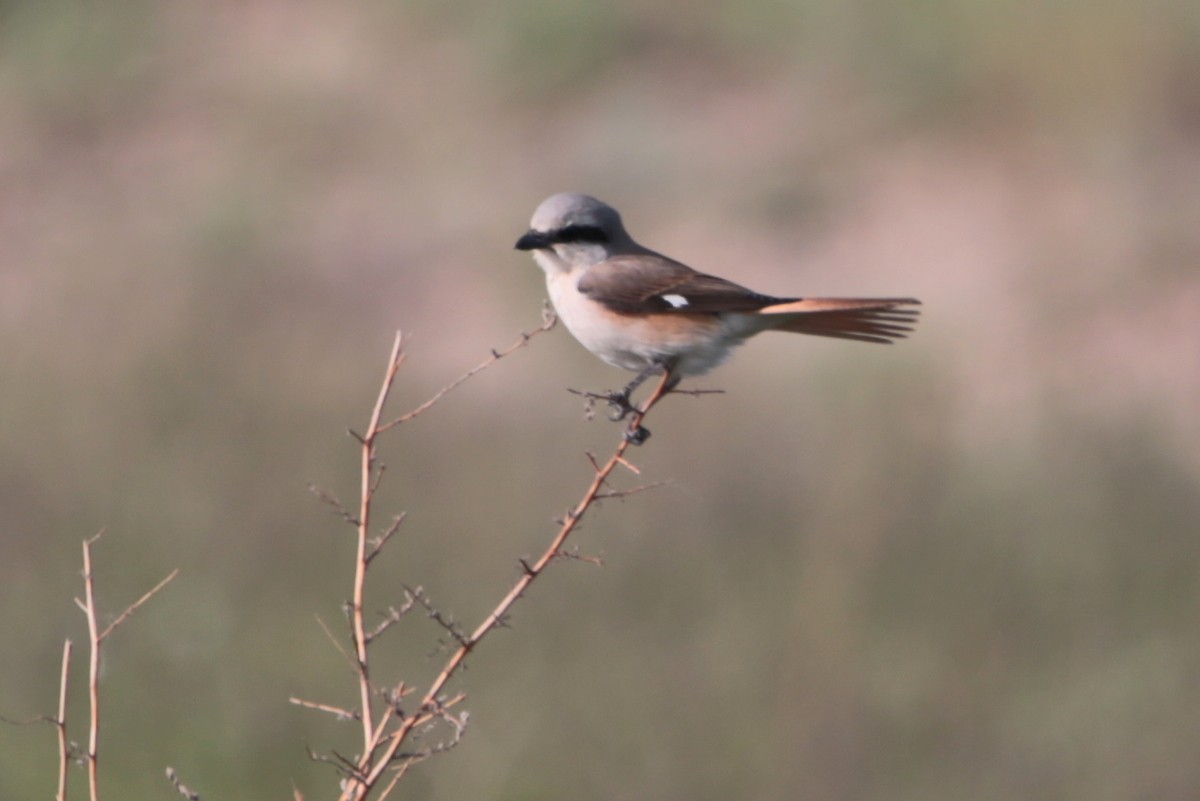 Red-tailed Shrike - ML641645855