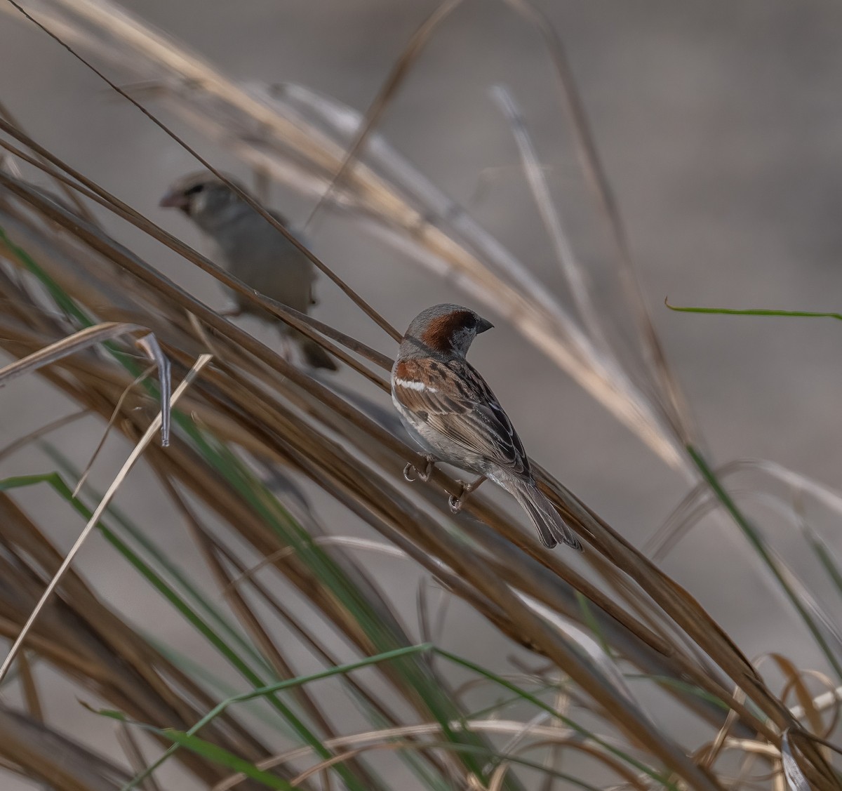 Sind Sparrow - ML641645873