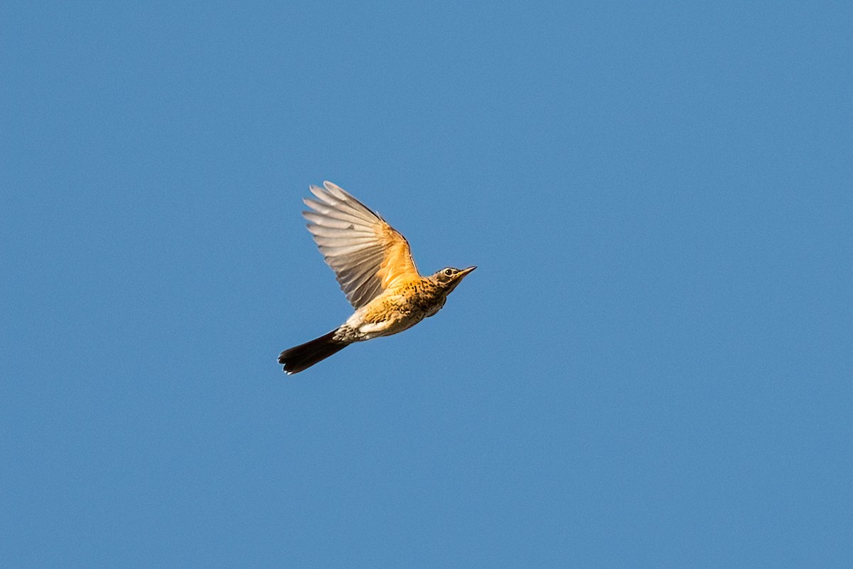 Wanderdrossel - ML641645883