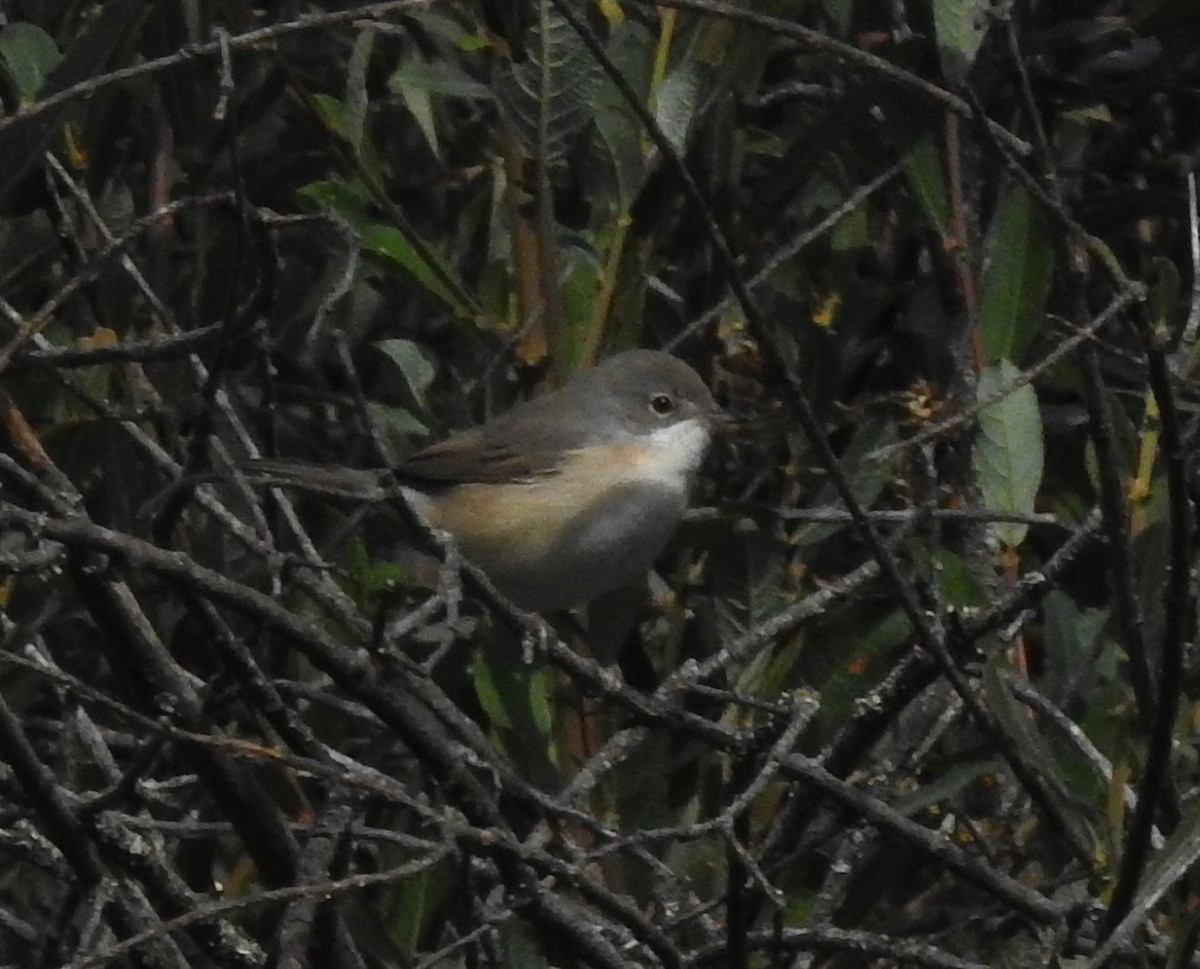 Western Subalpine Warbler - ML641645958