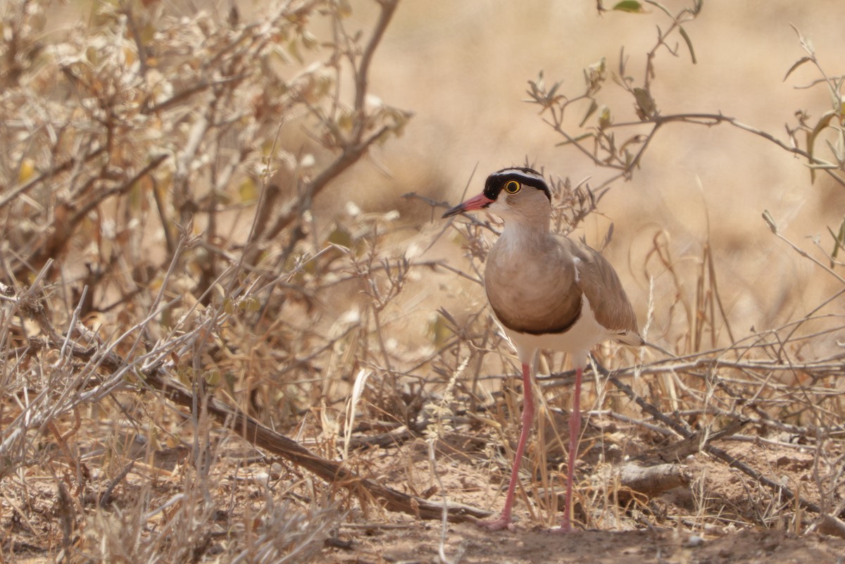 Crowned Lapwing - ML641645969