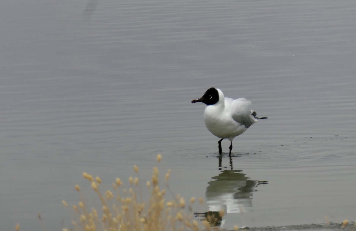 Andean Gull - ML641645986