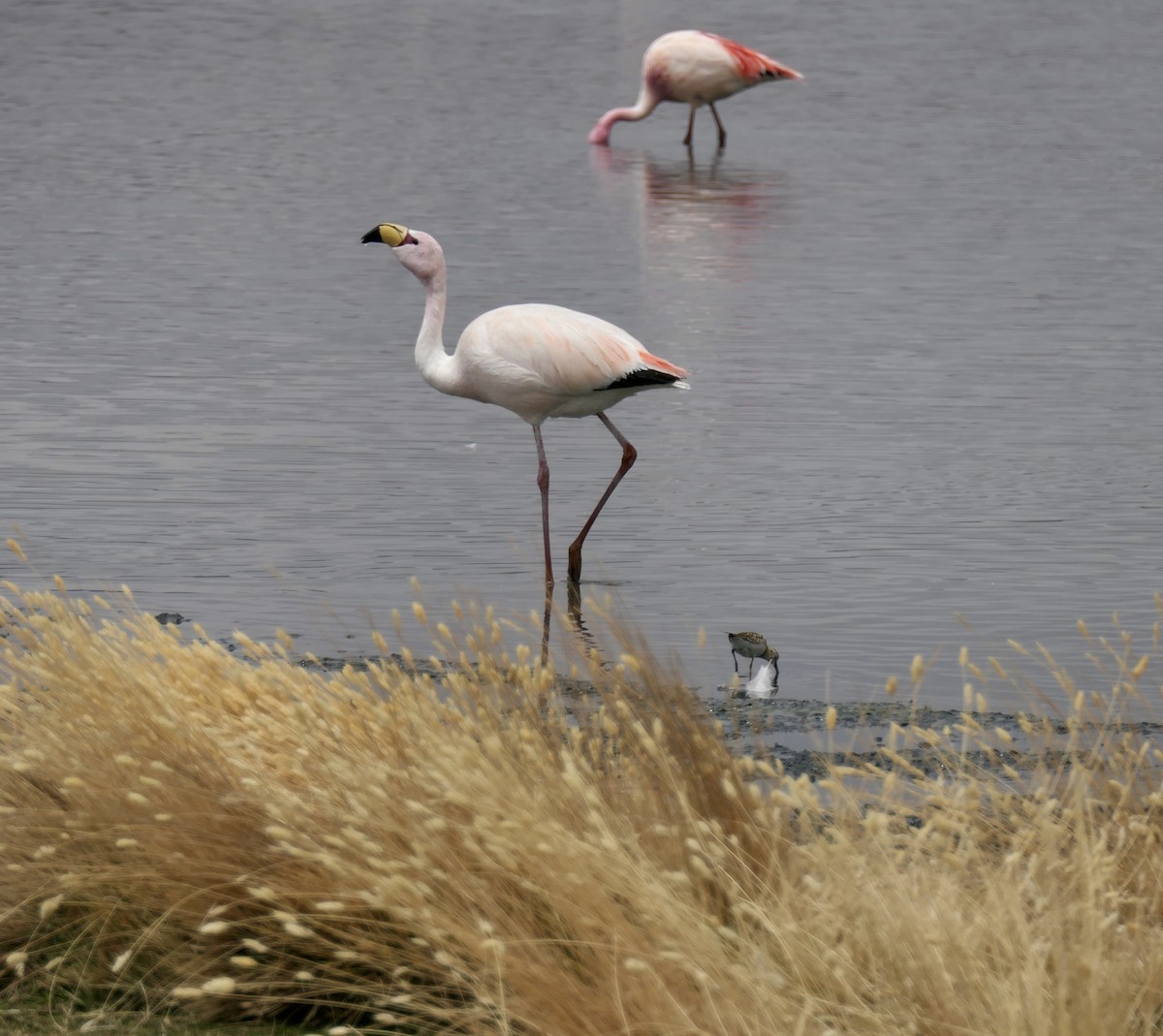 James's Flamingo - ML641645987