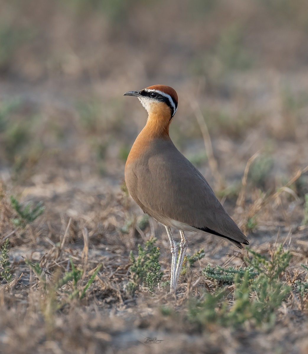 Indian Courser - ML641646035