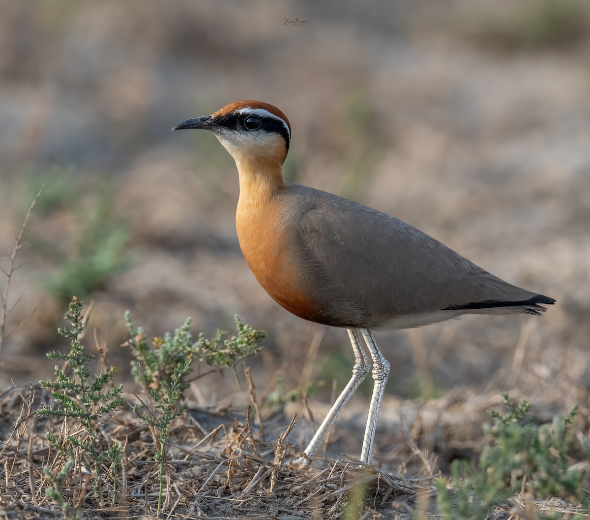 Indian Courser - ML641646036
