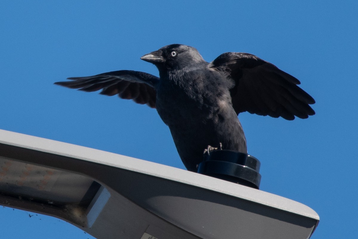 Eurasian Jackdaw - ML641646051