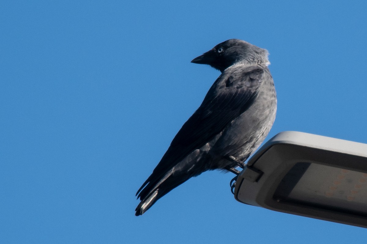 Eurasian Jackdaw - ML641646052