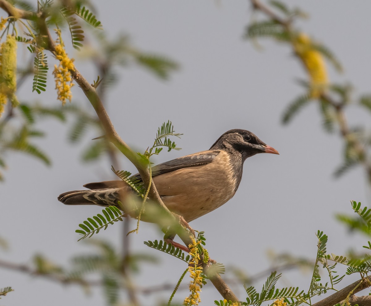 זרזיר ארבה - ML641646080