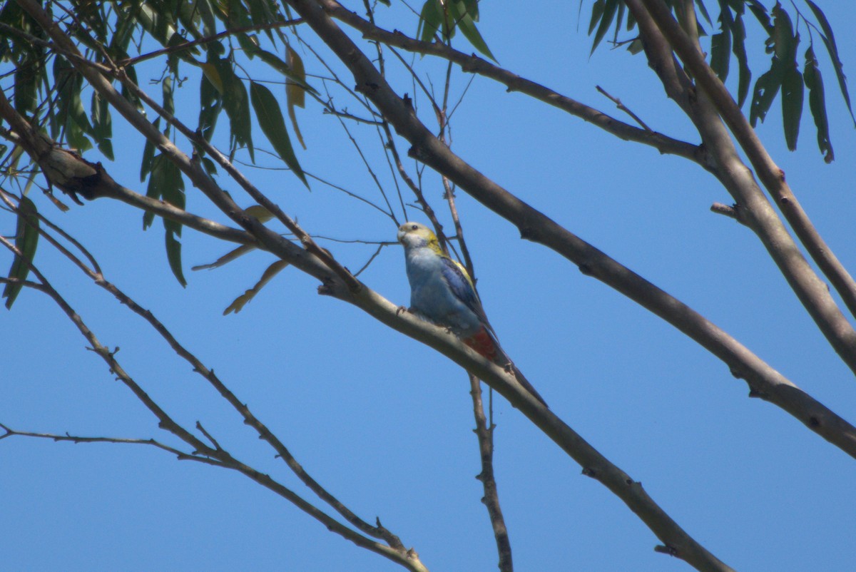 Pale-headed Rosella - ML641646105
