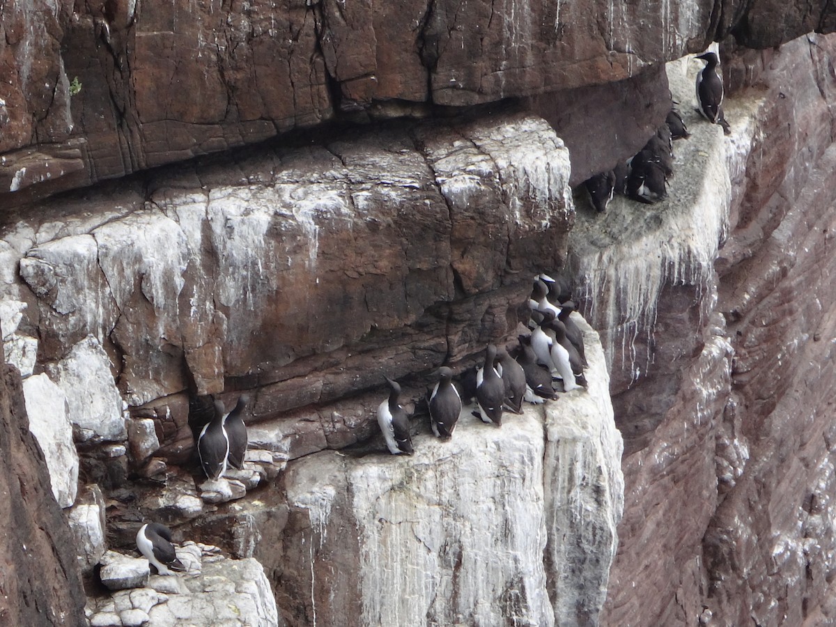 Guillemot marmette - ML641646144