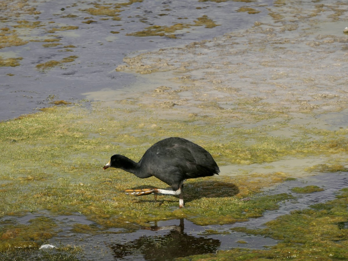 Giant Coot - ML641646165