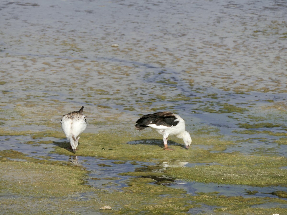 Andean Goose - ML641646166