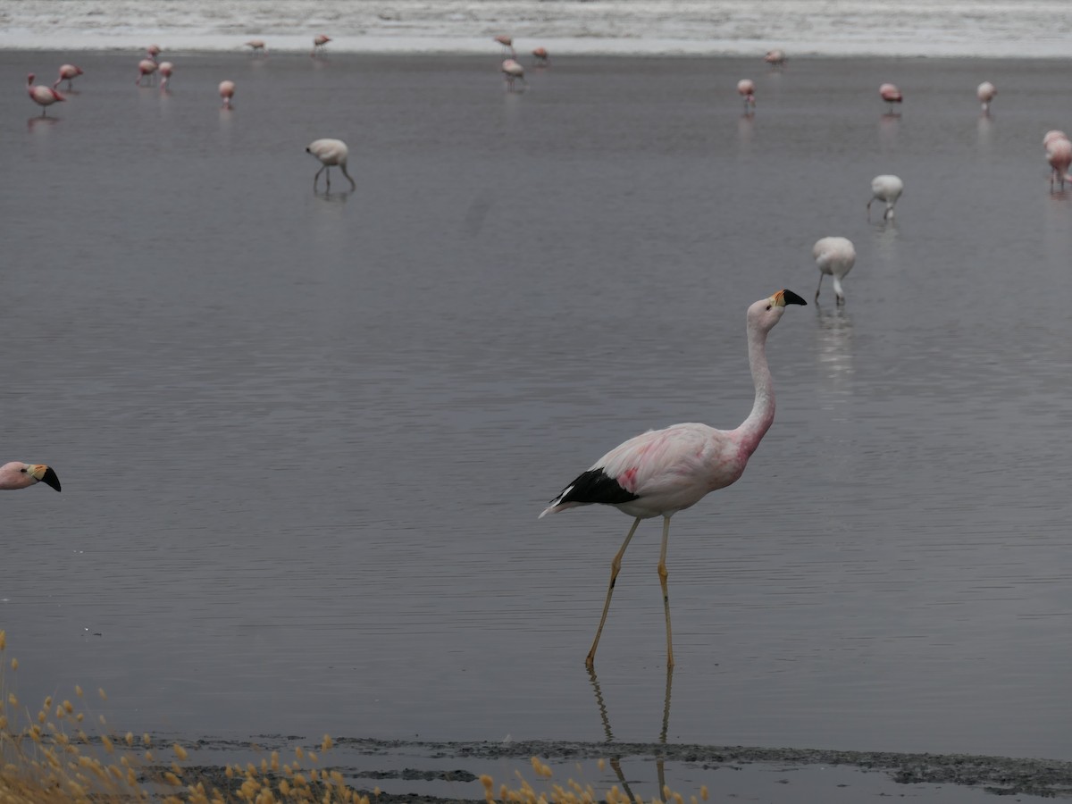 Andean Flamingo - ML641646170