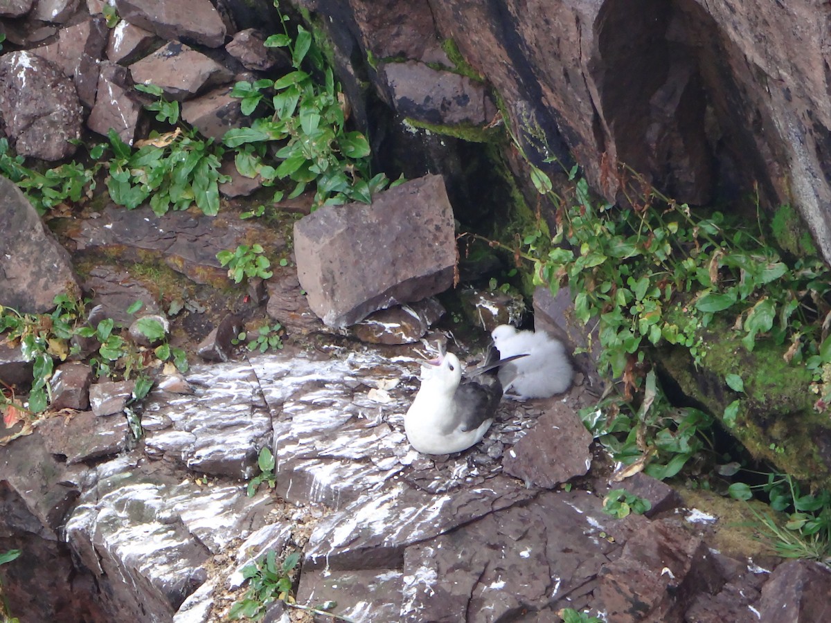 Fulmar boréal - ML641646177