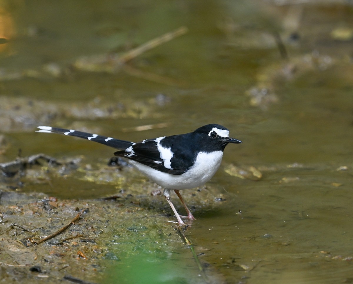 Black-backed Forktail - ML641646202