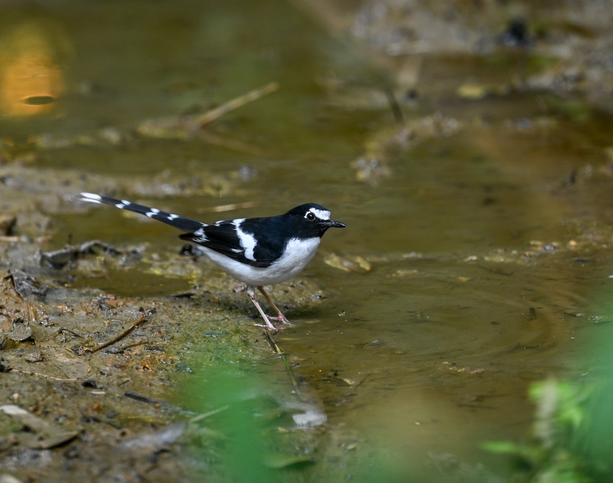 Black-backed Forktail - ML641646203