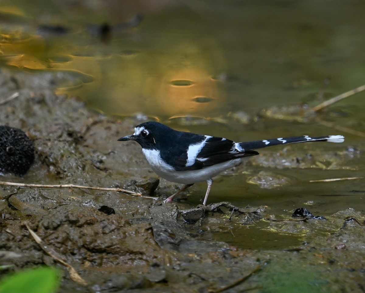 Black-backed Forktail - ML641646204
