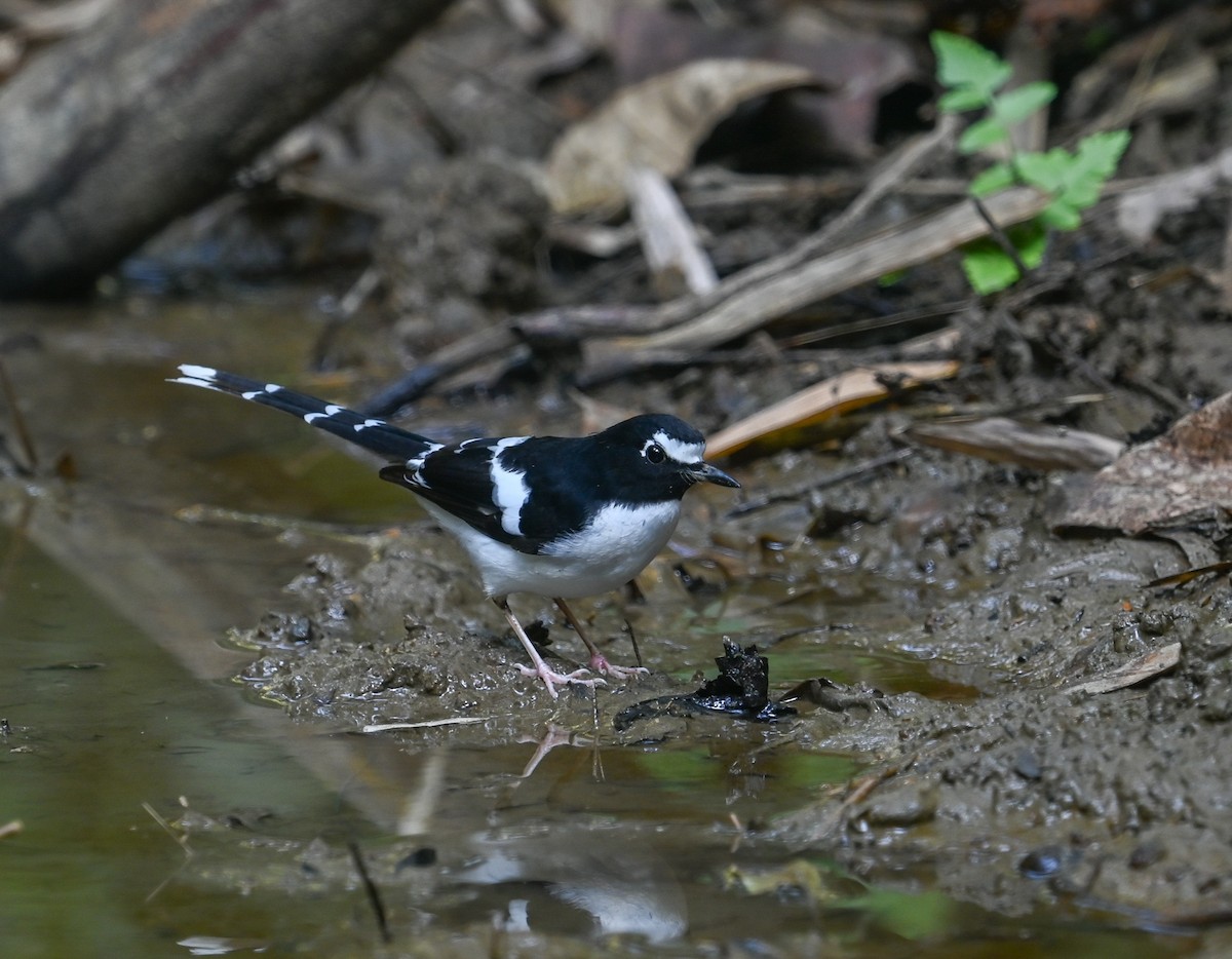 Black-backed Forktail - ML641646205