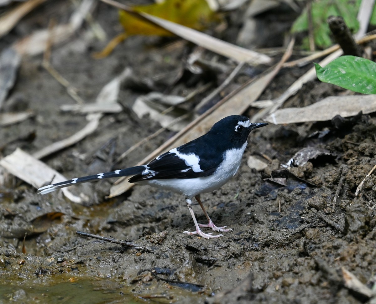 Black-backed Forktail - ML641646206