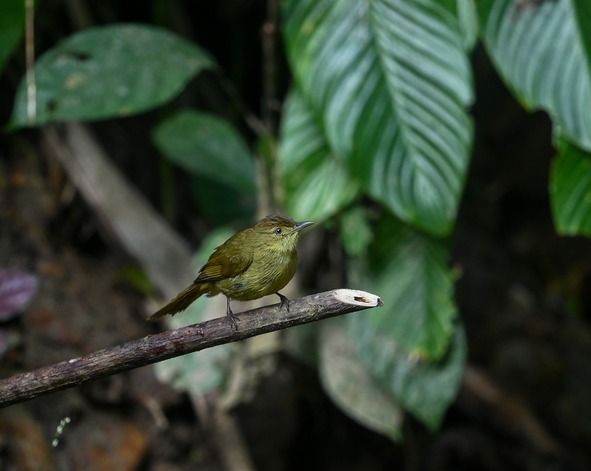 Cachar Bulbul - ML641646216