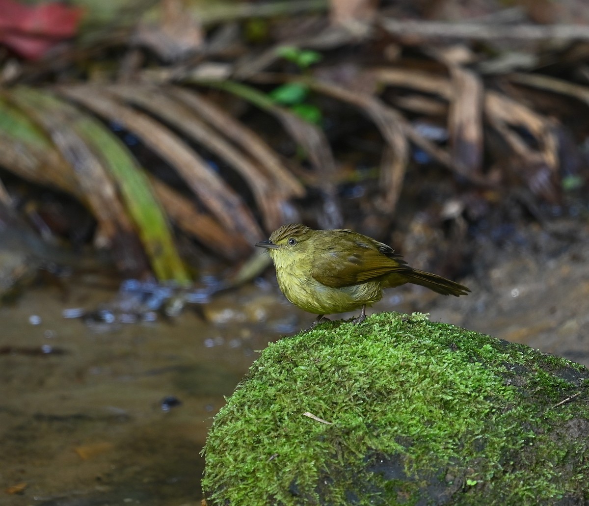 Cachar Bulbul - ML641646217