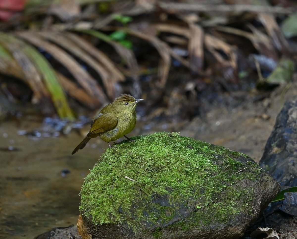 Cachar Bulbul - ML641646218