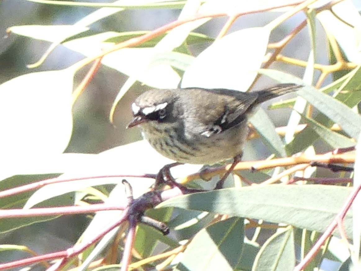Spotted Scrubwren - ML641646242