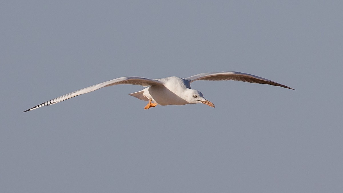 Slender-billed Gull - ML641646250