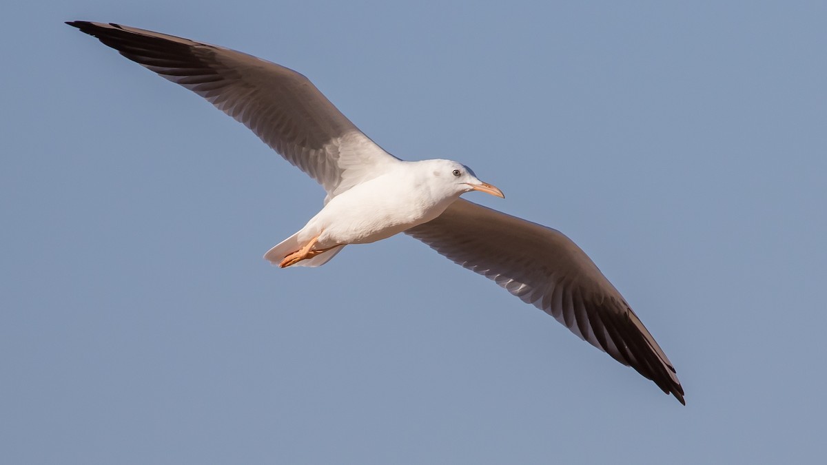 Slender-billed Gull - ML641646251