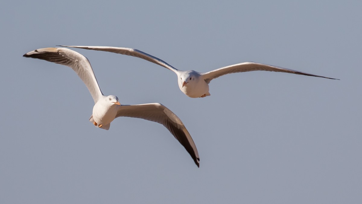 Slender-billed Gull - ML641646252