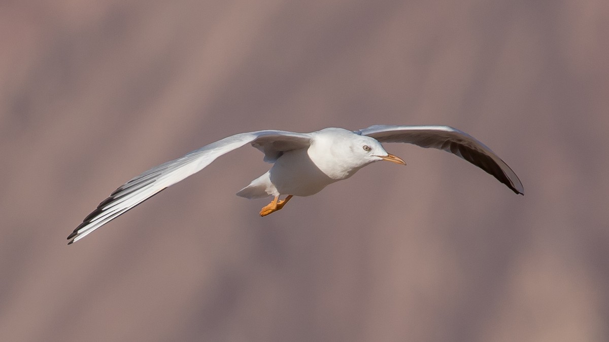 Slender-billed Gull - ML641646253