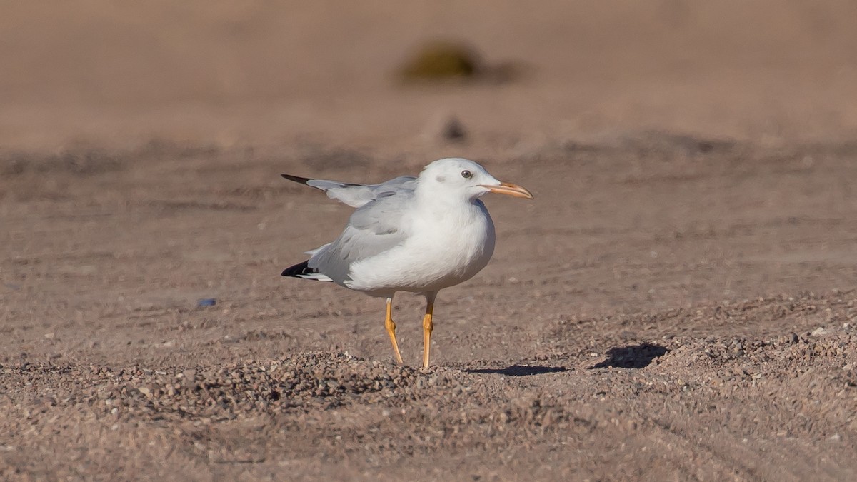 Slender-billed Gull - ML641646255