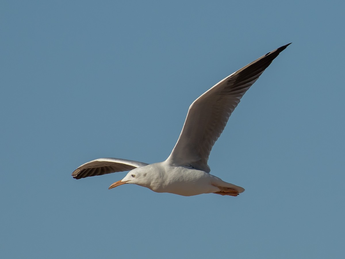 Slender-billed Gull - ML641646256