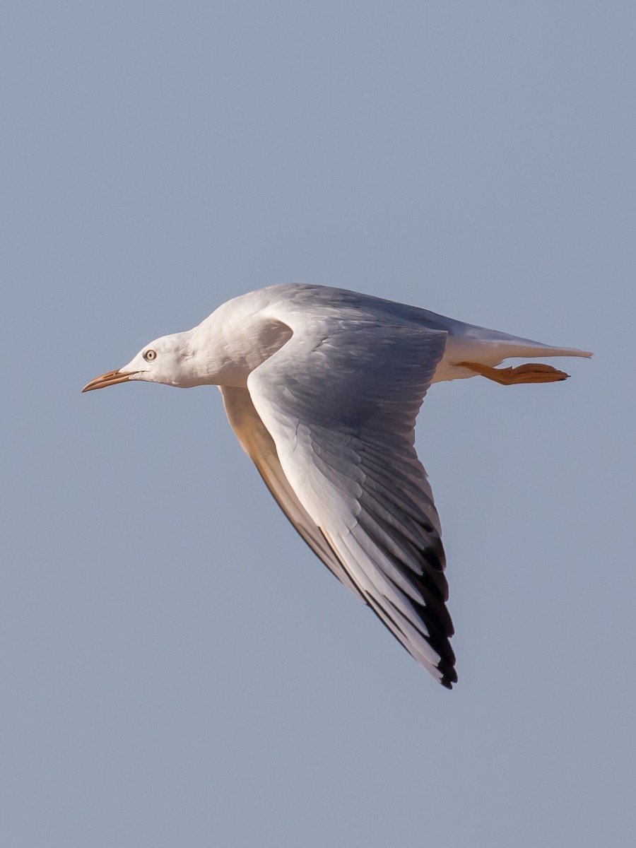 Slender-billed Gull - ML641646257