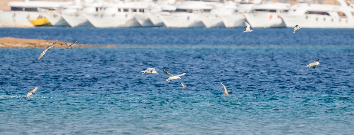 Slender-billed Gull - ML641646258